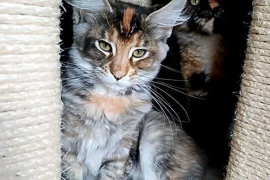 Kotka rasy MAINE COON - legalna hodowla IBSCC WCF