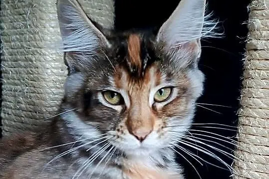 Kotka rasy MAINE COON - legalna hodowla IBSCC WCF, Śląskie, Jaworzno