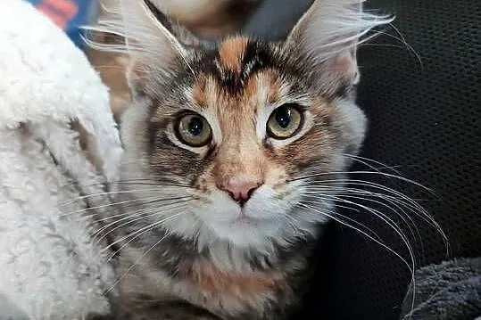 Kotka rasy MAINE COON - legalna hodowla IBSCC WCF, Śląskie, Jaworzno