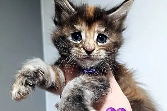 Kotka rasy MAINE COON - legalna hodowla IBSCC WCF, Śląskie, Jaworzno