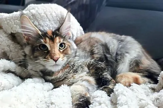 Kotka rasy MAINE COON - legalna hodowla IBSCC WCF, Śląskie, Jaworzno