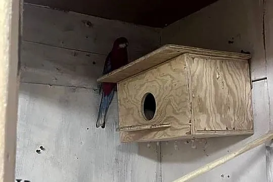 Sprzedam rozelle białolica, Małopolskie, Siepraw