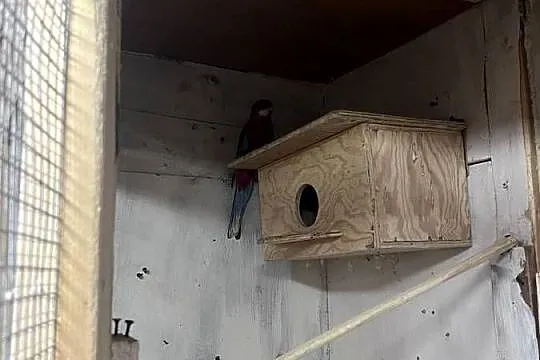 Sprzedam rozelle białolica, Małopolskie, Siepraw