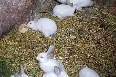 Samica Kalifornia z młodymi sztuk 6, Świętokrzyskie, Czarzyzna