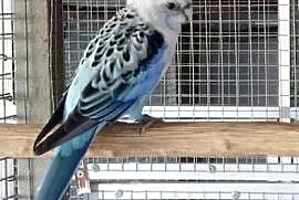 Rozella białolica