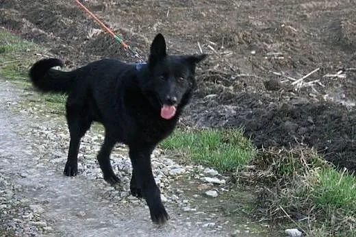 Pies w typie owczarka BELGIJSKIEGO szuka domu!,  K