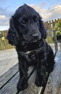 AussieDoodles (mini).. napisz do mnie na WhatsApp: +44 7453 907158, , Opole-Świerczyna
