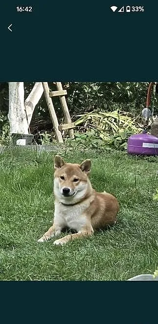 Shiba Inu, Dolnośląskie, Pieszyce