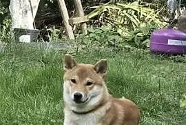 Shiba Inu