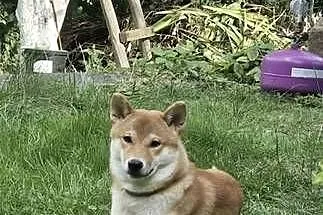 Shiba Inu, Dolnośląskie, Pieszyce