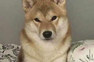 Shiba Inu, Dolnośląskie, Pieszyce