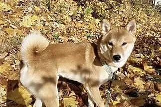 Shiba Inu, Dolnośląskie, Pieszyce