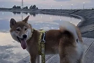 Shiba Inu, Dolnośląskie, Pieszyce