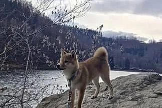 Shiba Inu, Dolnośląskie, Pieszyce