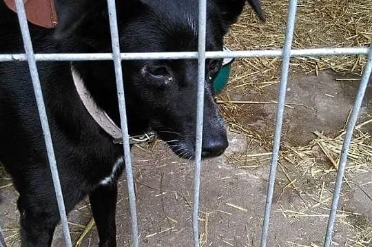 CZEKOLADKA piękna energiczna sunia szuka kochającego domku na zawsze, Małopolskie, Kraków