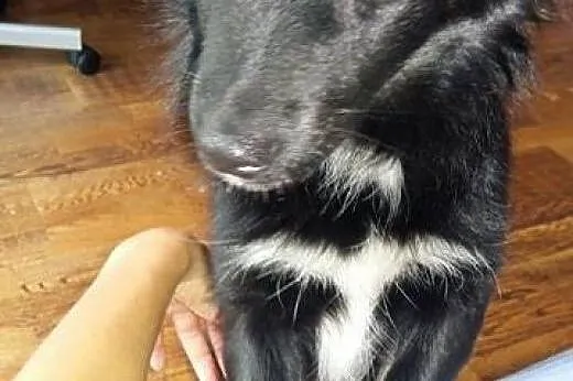 7kg i półroczna Klusia szuka domu,,  śląskie Katow