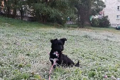 7kg i półroczna Klusia szuka domu,,  śląskie Katow
