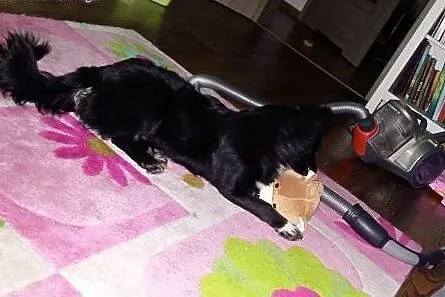 7kg i półroczna Klusia szuka domu,,  śląskie Katow