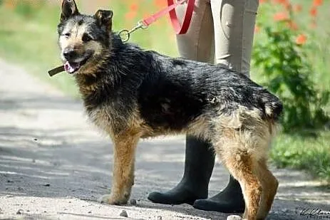 Mery Lu, szorstkowłosa piękność szuka domu!,  Kund