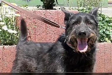 Kruczek 2 lata w schronisku, gryziony przez inne p