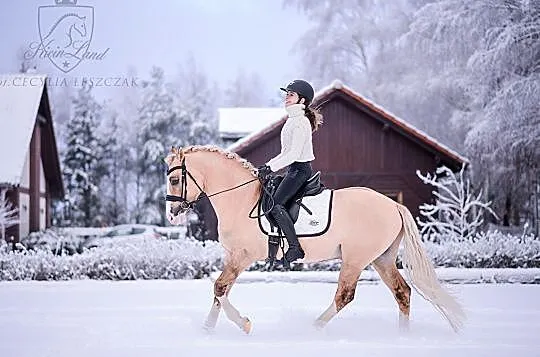 Stanówka kucem grupy D, , Czerwonak