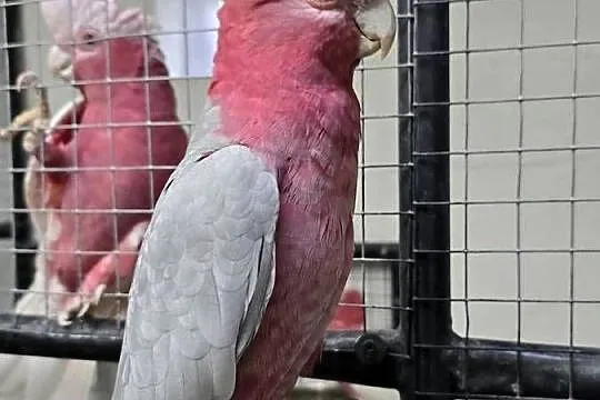 Kakadu różowe samiec szpalt na lutino