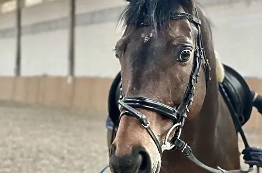 Indywidualne treningi w stajni pod Warszawą, Mazowieckie, Wołomin