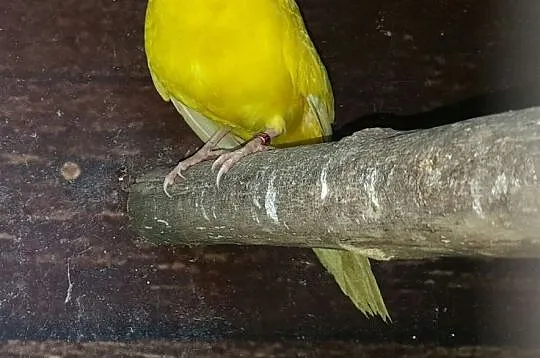 Modrolotki żółtoczapeczkowe, Luboń