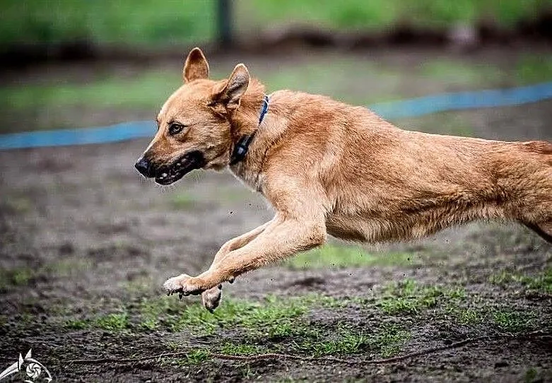 LORI - powiedz jej TAK, z nią życie ma smak! ;), Śląskie, Katowice