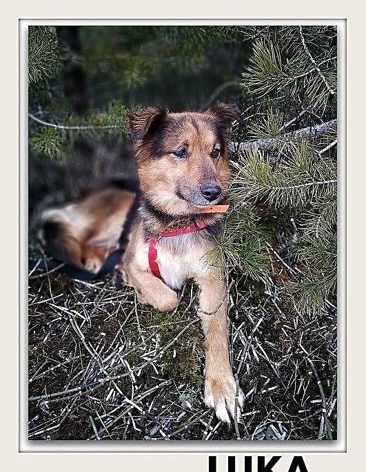 LUKA,młoda,średnia,łagodna,mega tulaśna,sterylizowana suczka.ADOPCJA, , Wrocław
