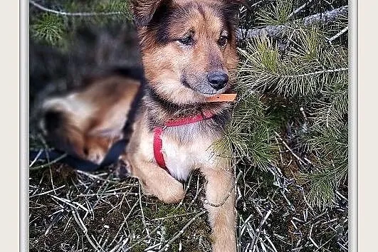 LUKA,młoda,średnia,łagodna,mega tulaśna,sterylizowana suczka.ADOPCJA, , Wrocław