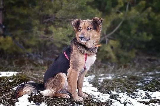 LUKA,młoda,średnia,łagodna,mega tulaśna,sterylizowana suczka.ADOPCJA, , Wrocław