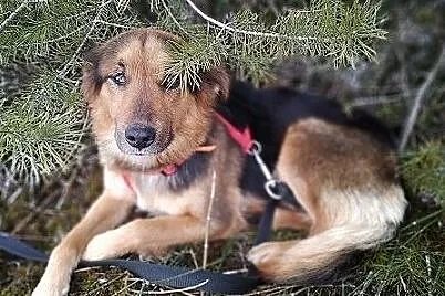 LUKA,młoda,średnia,łagodna,mega tulaśna,sterylizowana suczka.ADOPCJA, , Wrocław