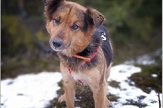 LUKA,młoda,średnia,łagodna,mega tulaśna,sterylizowana suczka.ADOPCJA, , Wrocław