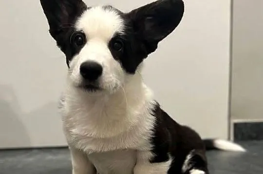 Pies Welsh Corgi Cardigan: rodowód FCI