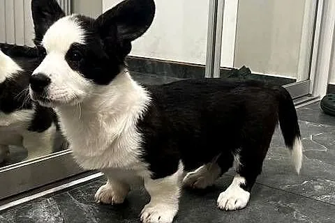 Pies Welsh Corgi Cardigan: rodowód FCI, Łódzkie, Pabianice