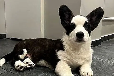 Pies Welsh Corgi Cardigan: rodowód FCI, Łódzkie, Pabianice