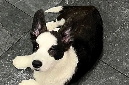 Pies Welsh Corgi Cardigan: rodowód FCI, Łódzkie, Pabianice