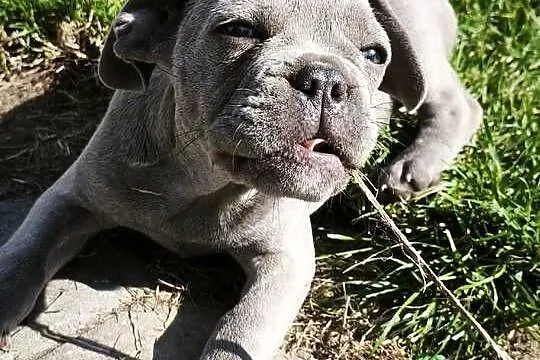 Buldog francuski