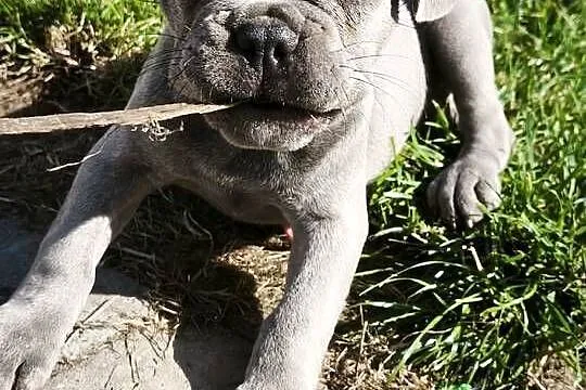 Buldog francuski, Mazowieckie, Sochaczew