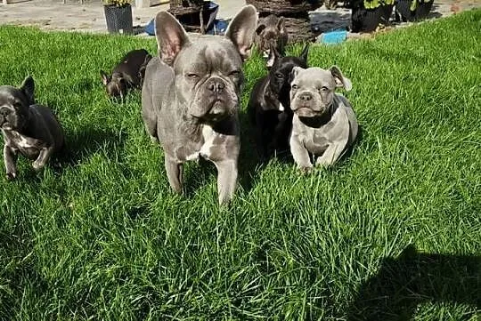 Buldog francuski, Mazowieckie, Sochaczew