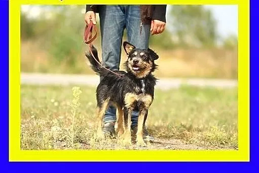 10kg,szorstkowłosy,sympatyczny,kontaktowy,pies ALF
