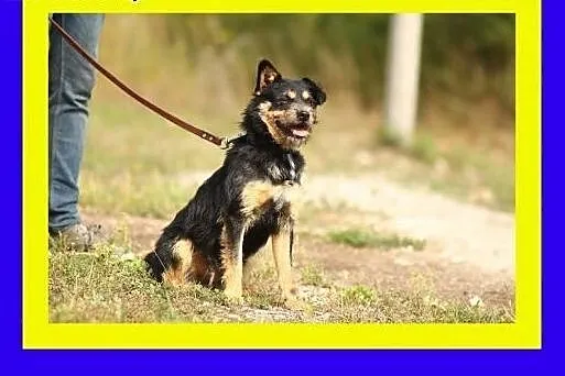 10kg,szorstkowłosy,sympatyczny,kontaktowy,pies ALF