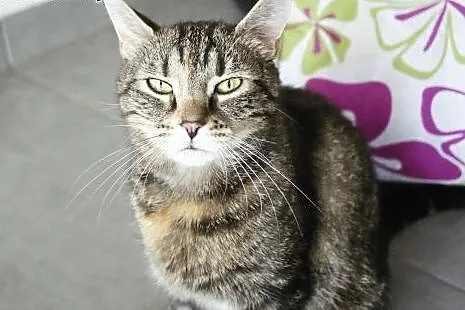 Shila- Cudowna Kotka do adopcji,  mazowieckie Warszawa