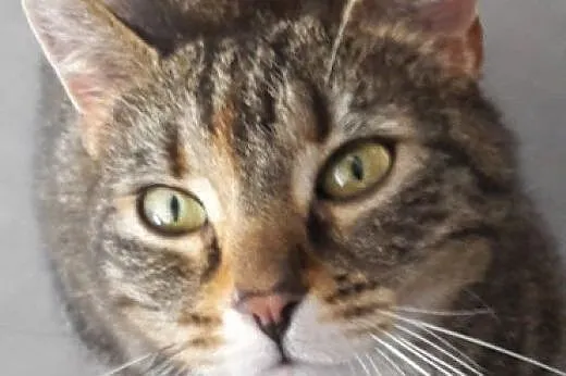 Shila- Cudowna Kotka do adopcji,  mazowieckie Wars