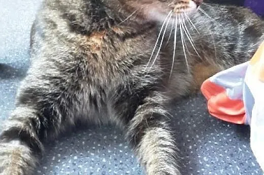 Shila- Cudowna Kotka do adopcji,  mazowieckie Wars
