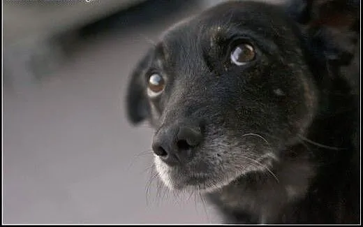 PĄCZEK super psiak poleca się do adopcji, mazowie
