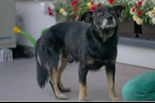PĄCZEK super psiak poleca się do adopcji,  mazowie