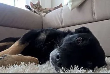 PĄCZEK super psiak poleca się do adopcji,  mazowie