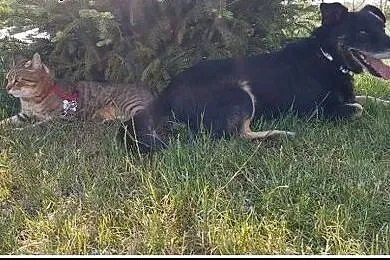 PĄCZEK super psiak poleca się do adopcji,  mazowie